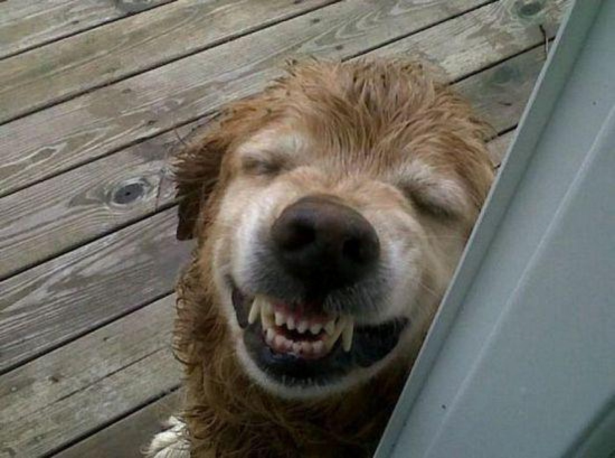 Просто очень весело. Животные смеются. Улыбающиеся животные. Собака улыбается. Смешные собаки.