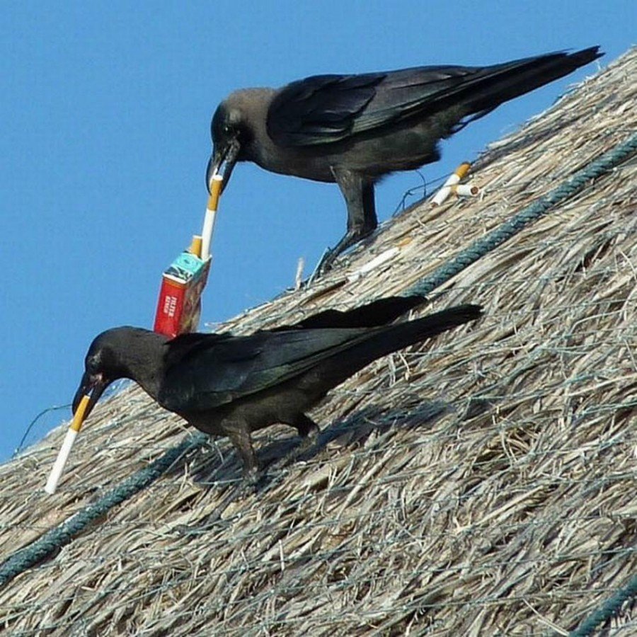 Ворона с сигаретой