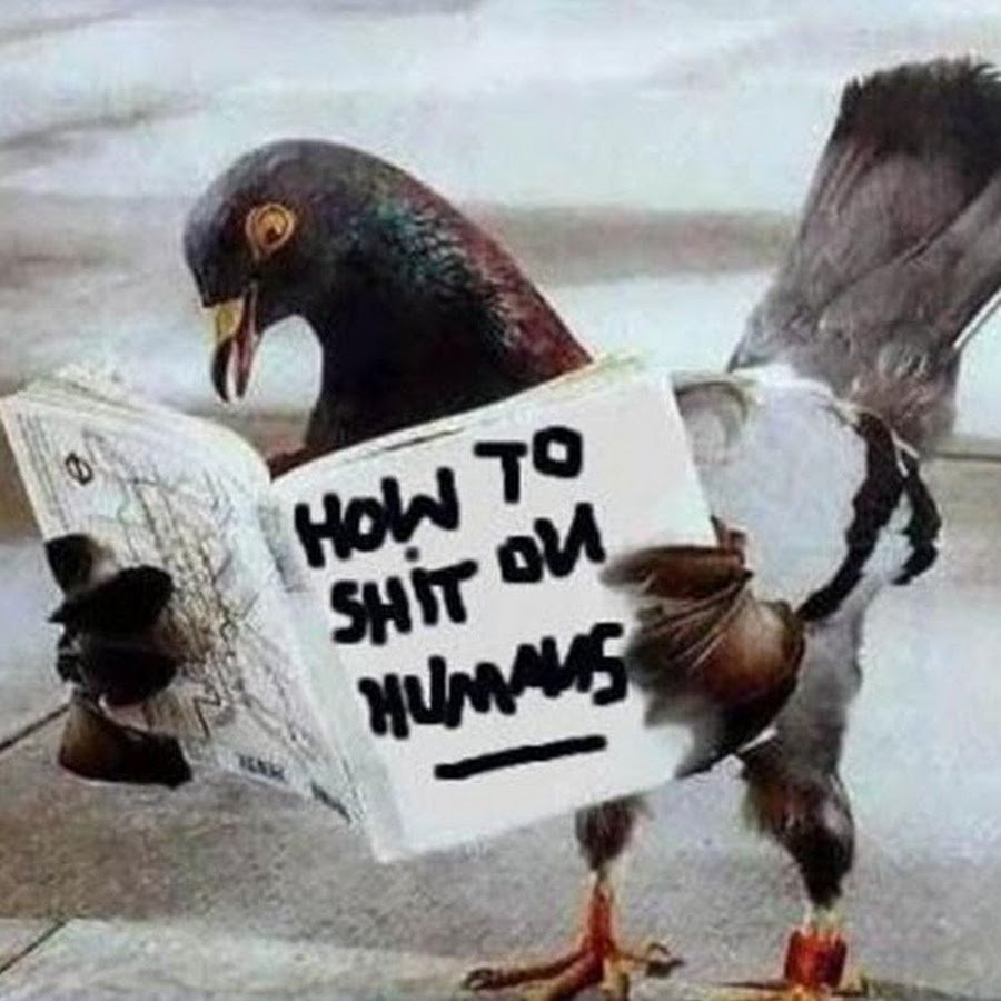Книги про голубей