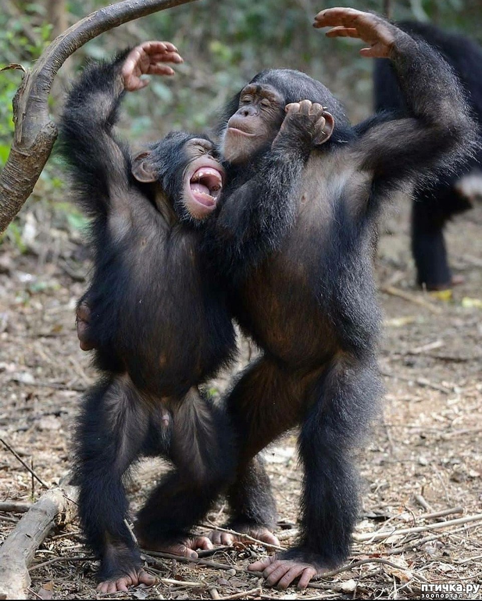 Забавные обезьяны