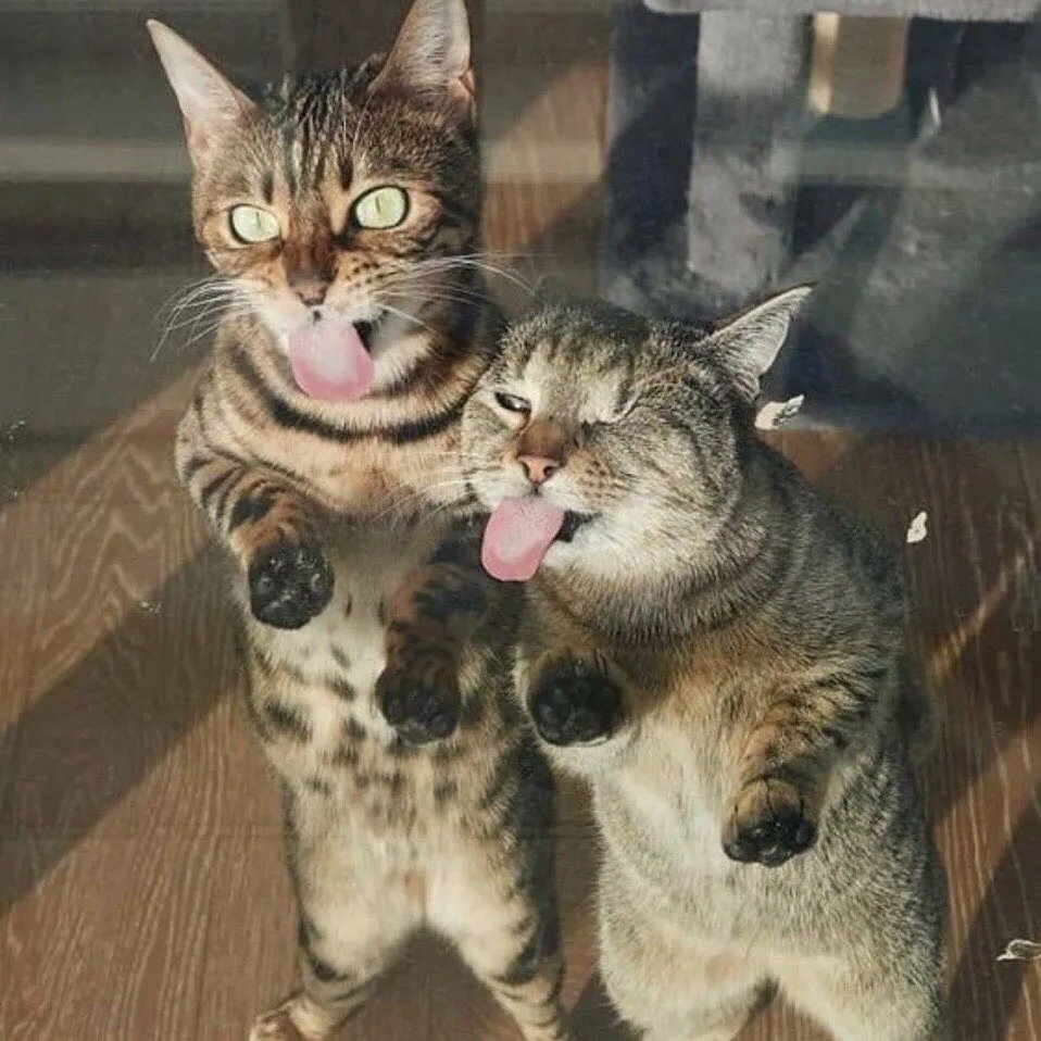 Два смешных котика