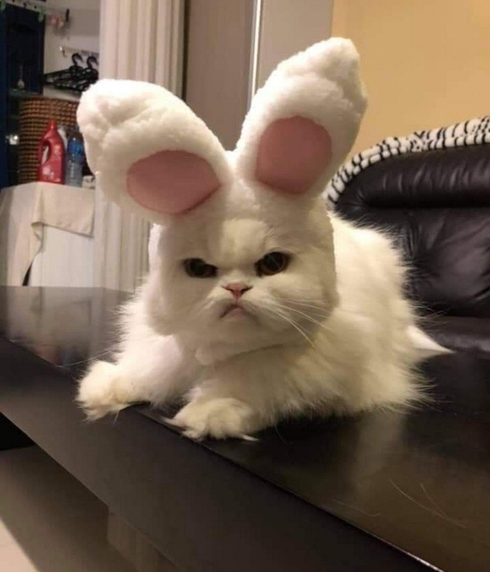Кот с ушами кролика