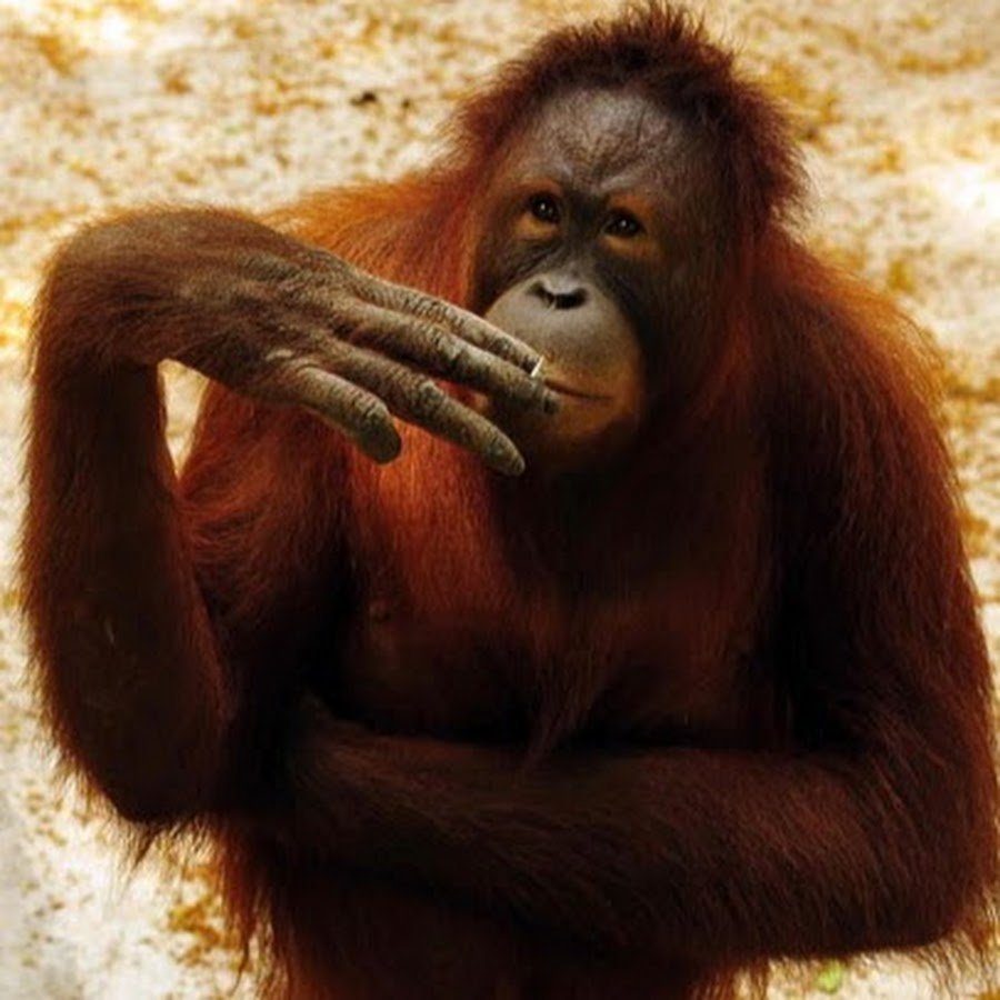 Орангутан с сигаретой