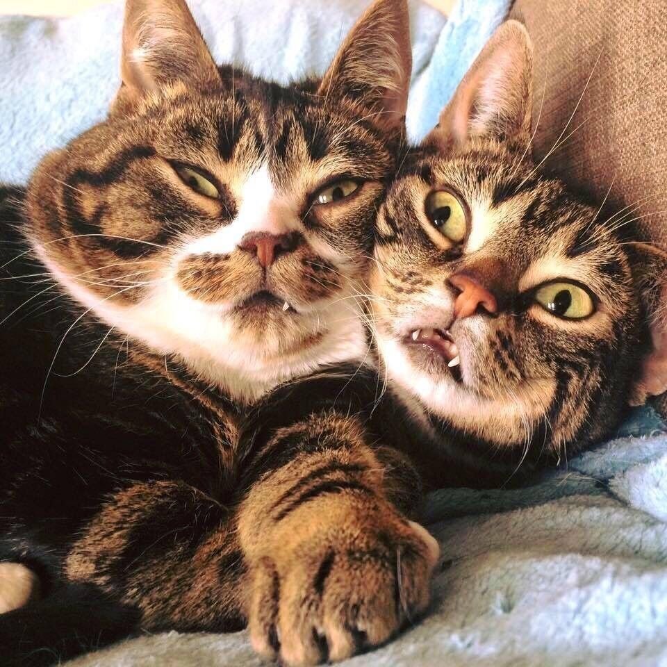 Две смешные кошки