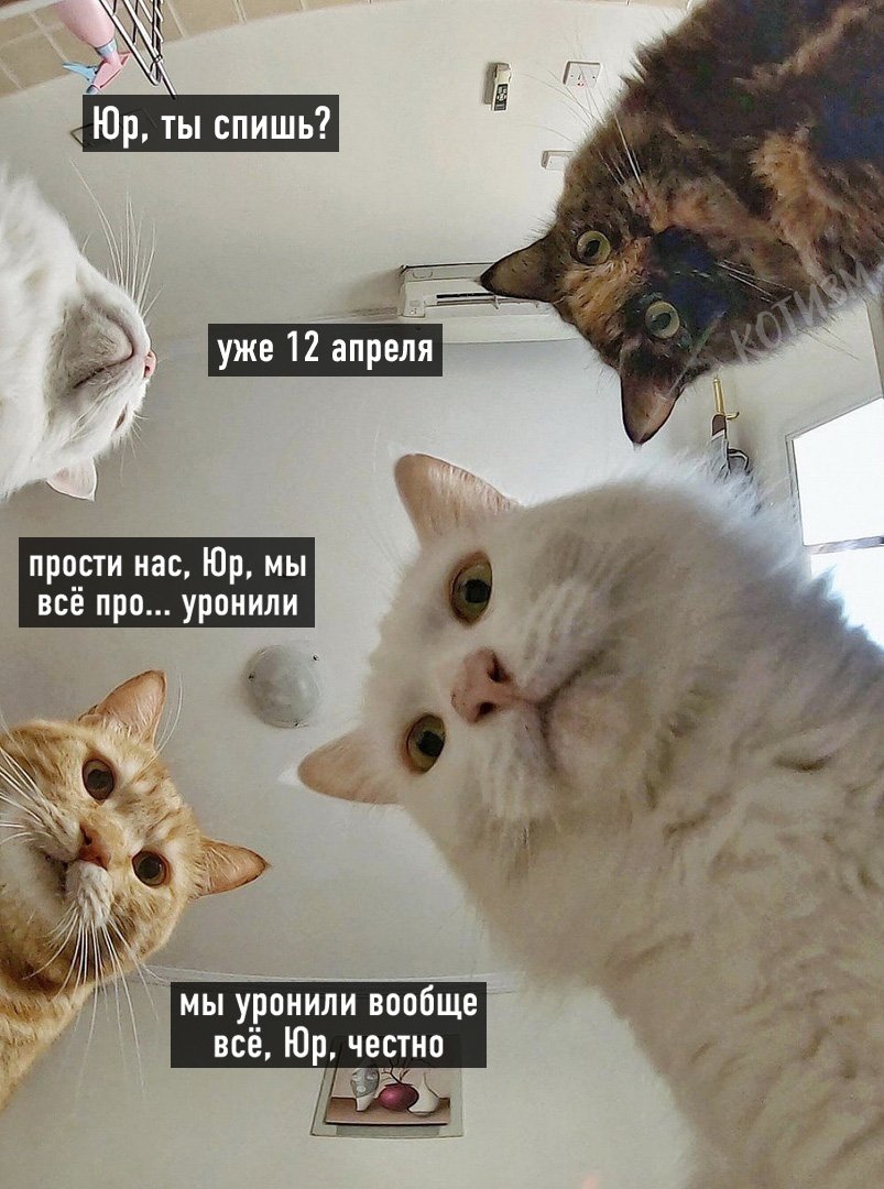 Кот из мемы