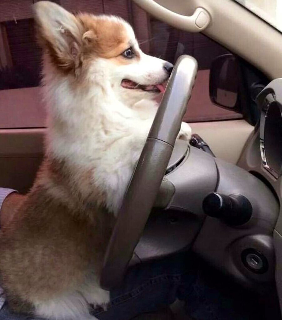 Собака за рулем удивленная
