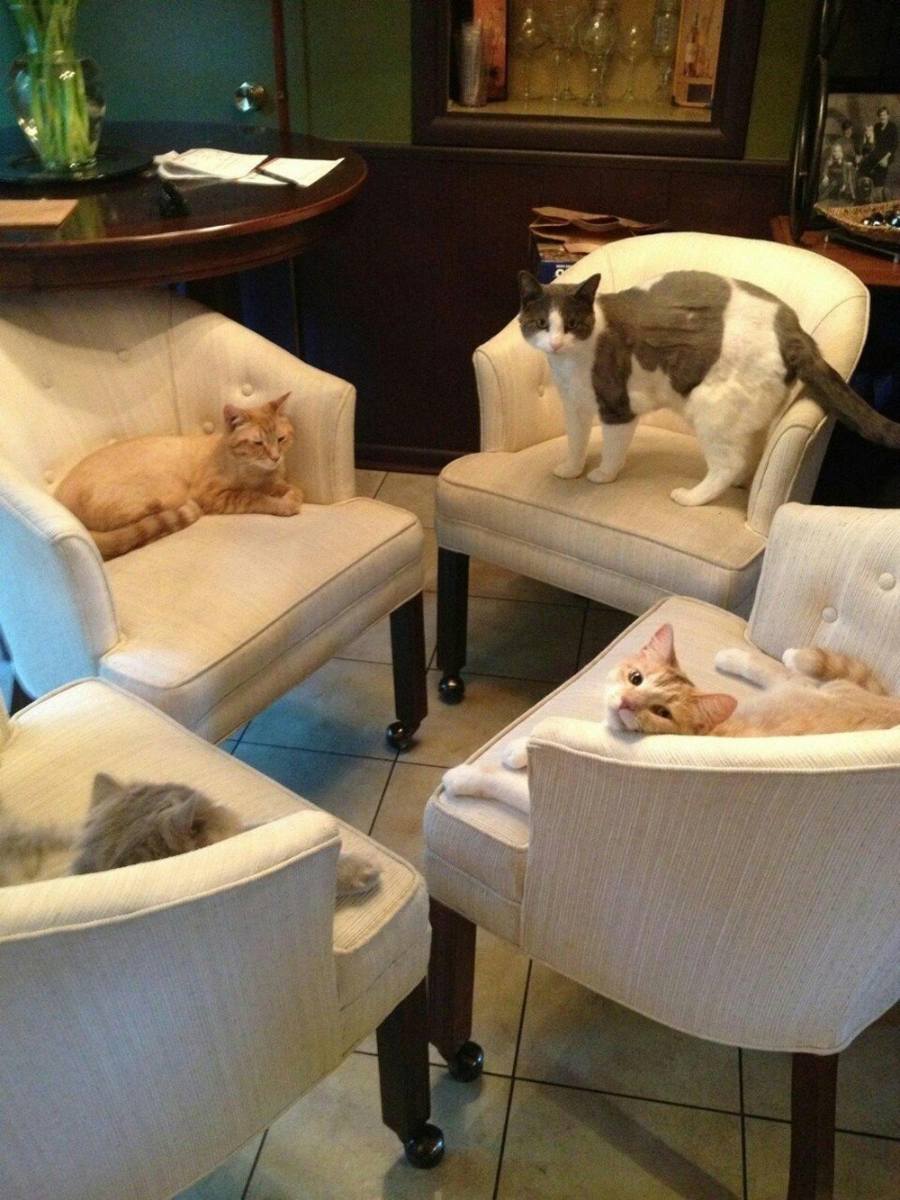 Коты на совещании