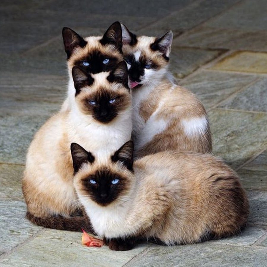 Семейство сиамских кошек