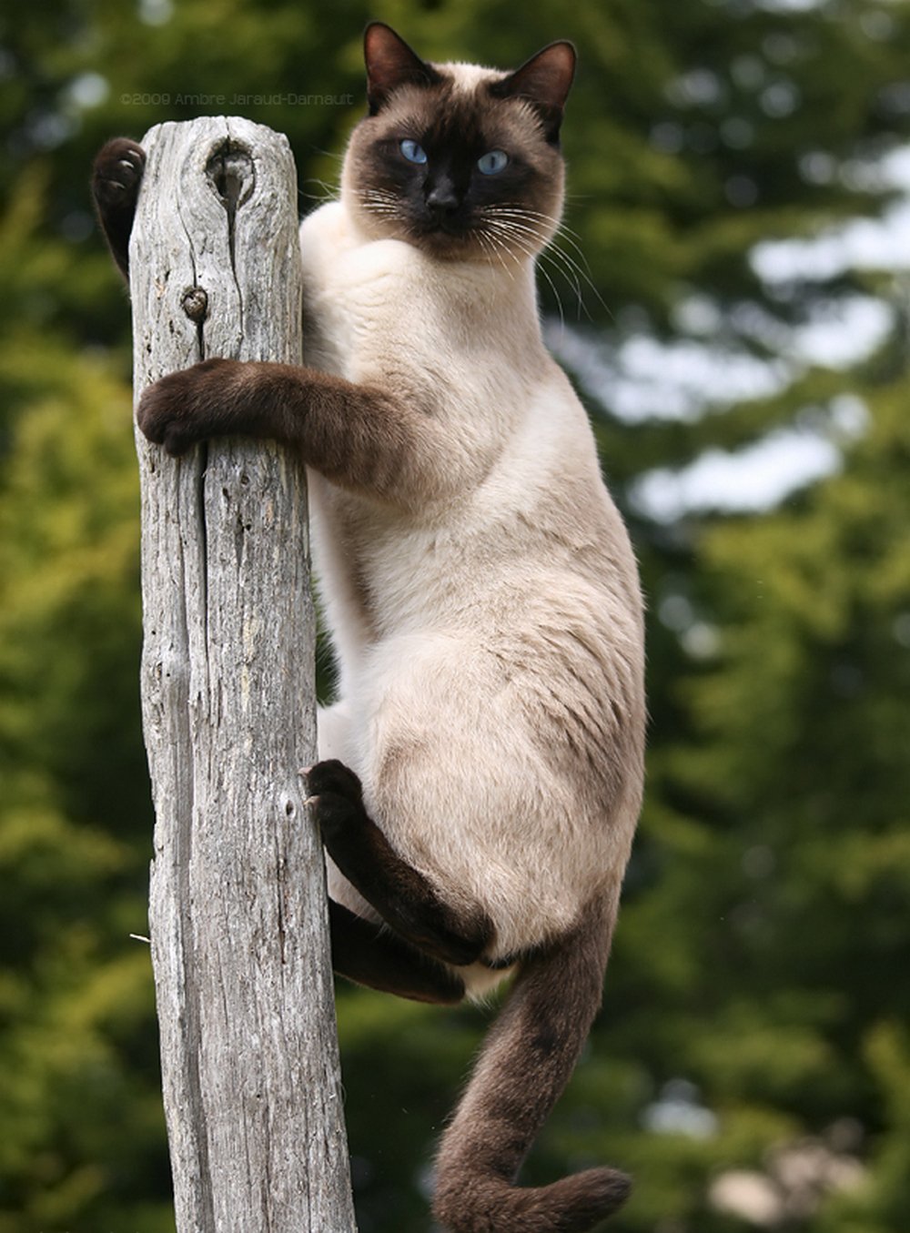 Сиамская кошка прыгает