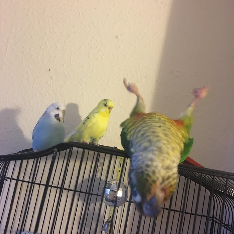 Прикольные попугаи