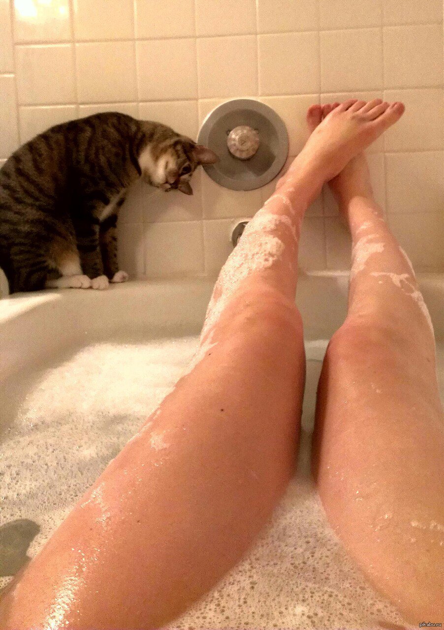 Смешной кот в ванной
