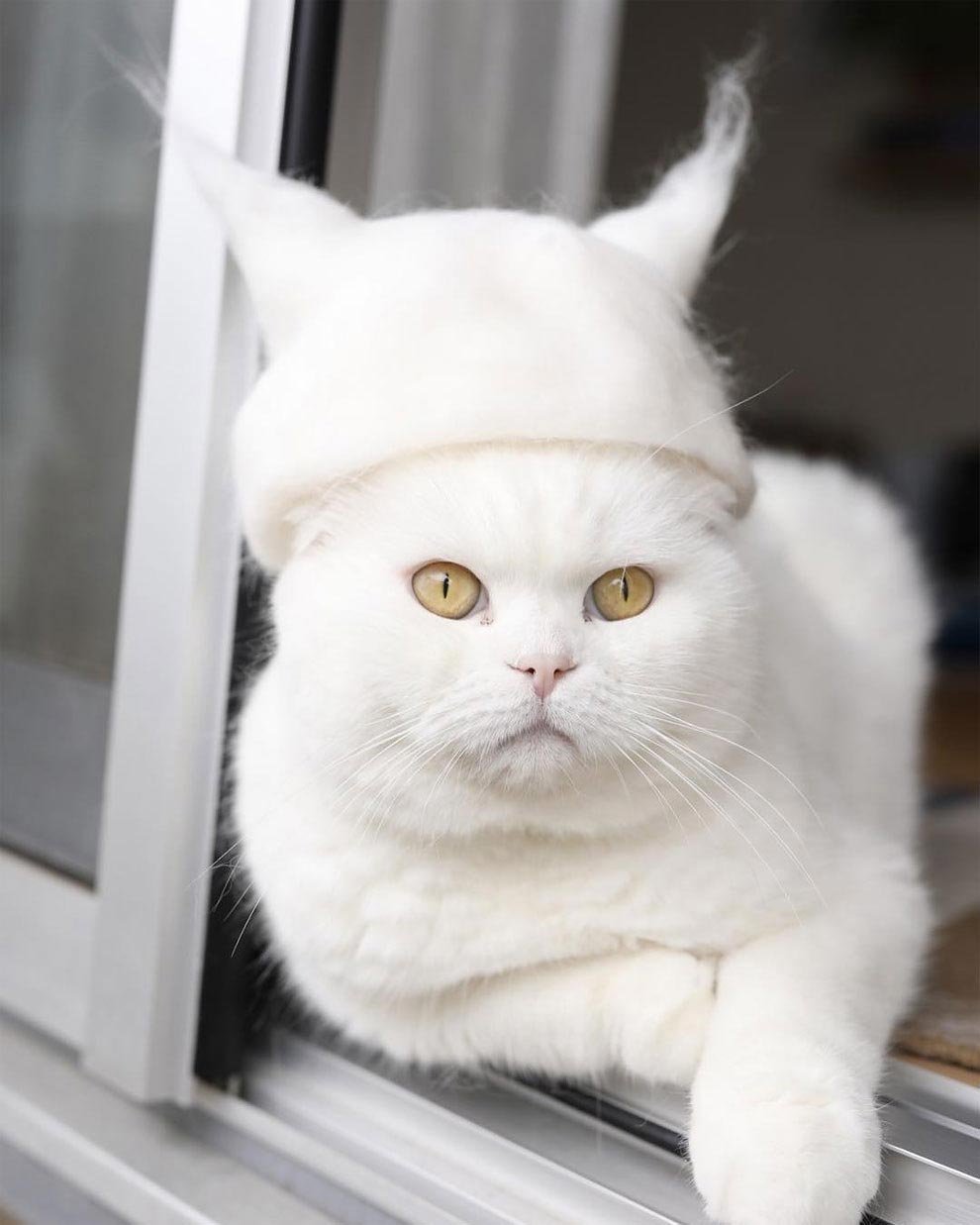 Смешные белые коты