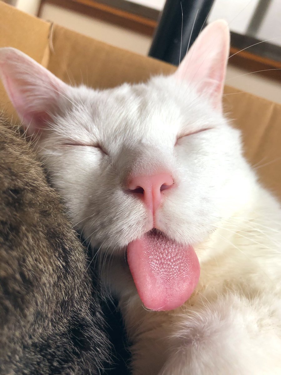 Спать с высунутым языком. Спящие коты. Спящий кот с высунутым языком. Котя с вынусамым языком.