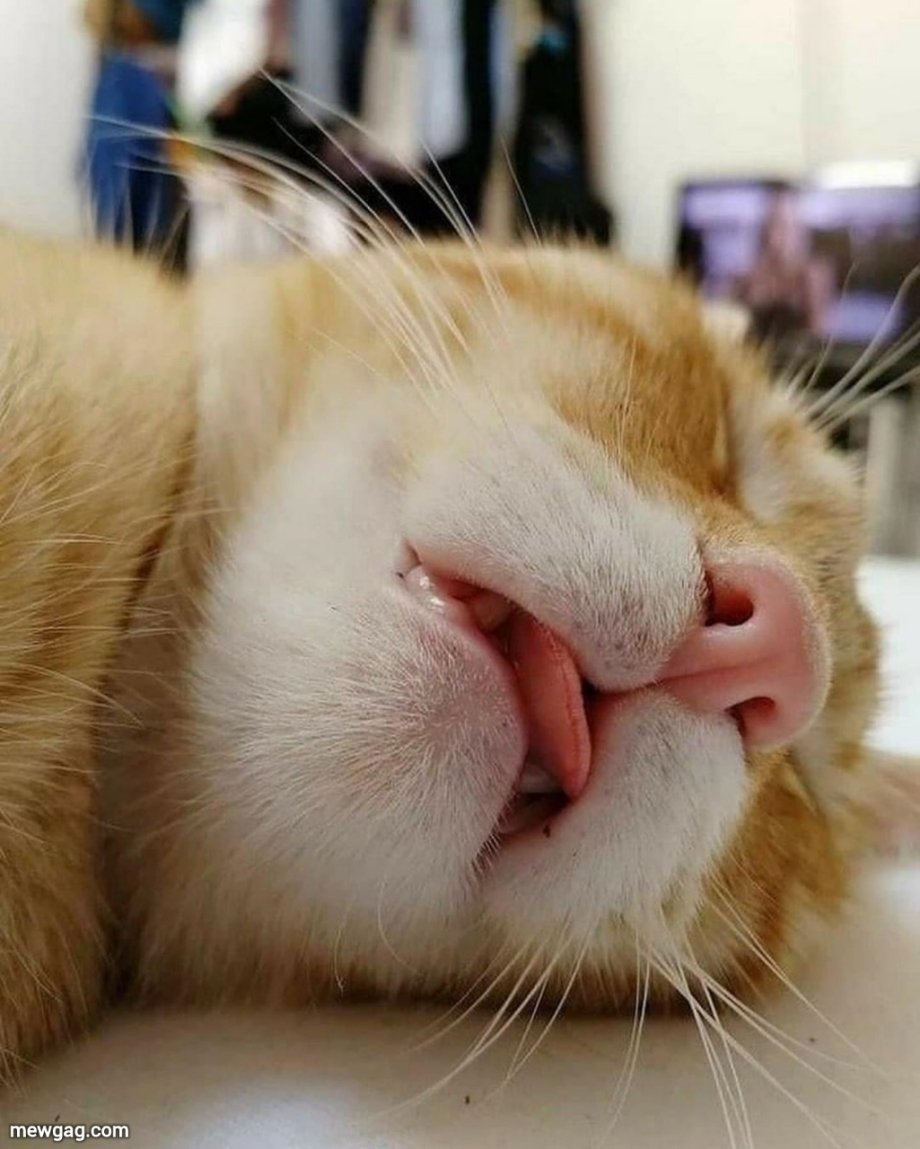 Смешной Сонный кот