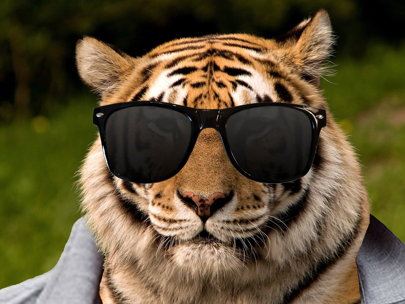 Прикольные картинки для ватсапа. Тигр в очках. Тигр в темных очках. Тигр в чёрных очках. Белый тигр в очках.