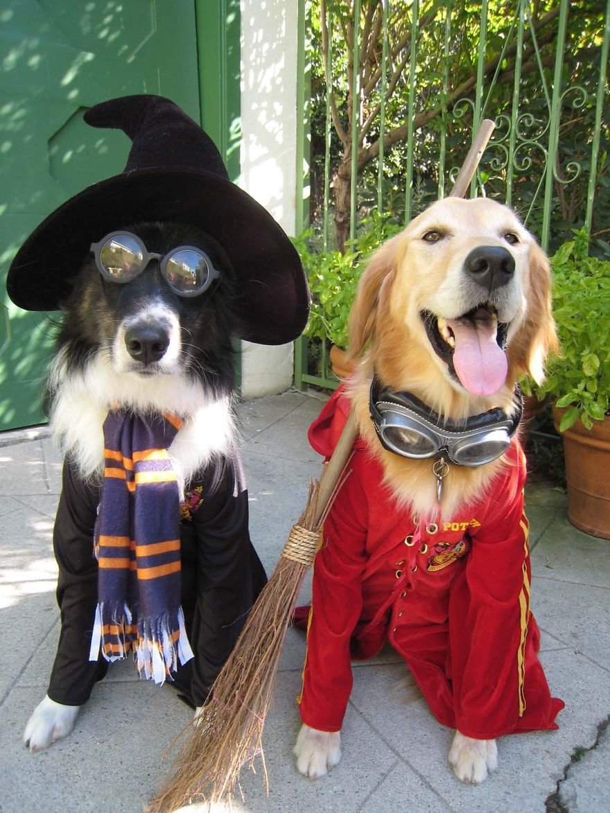 Необычные костюмы для собак