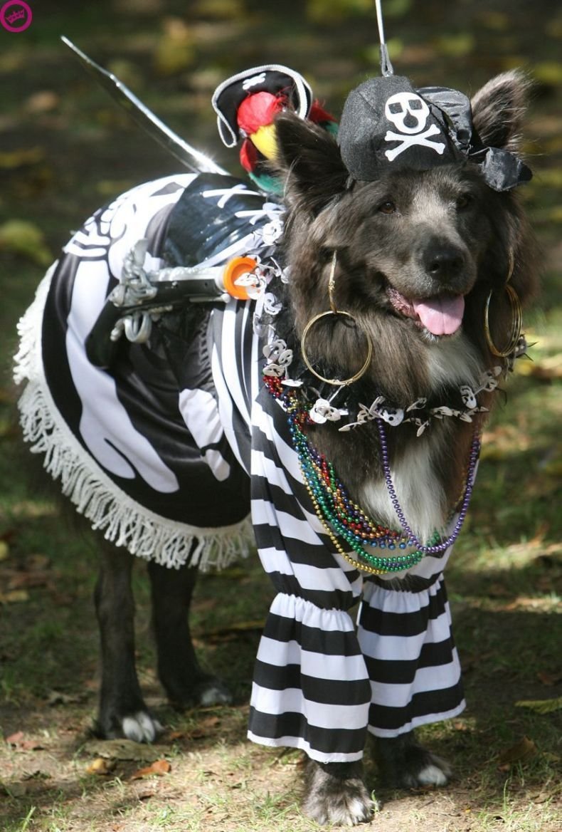 Необычные костюмы для собак