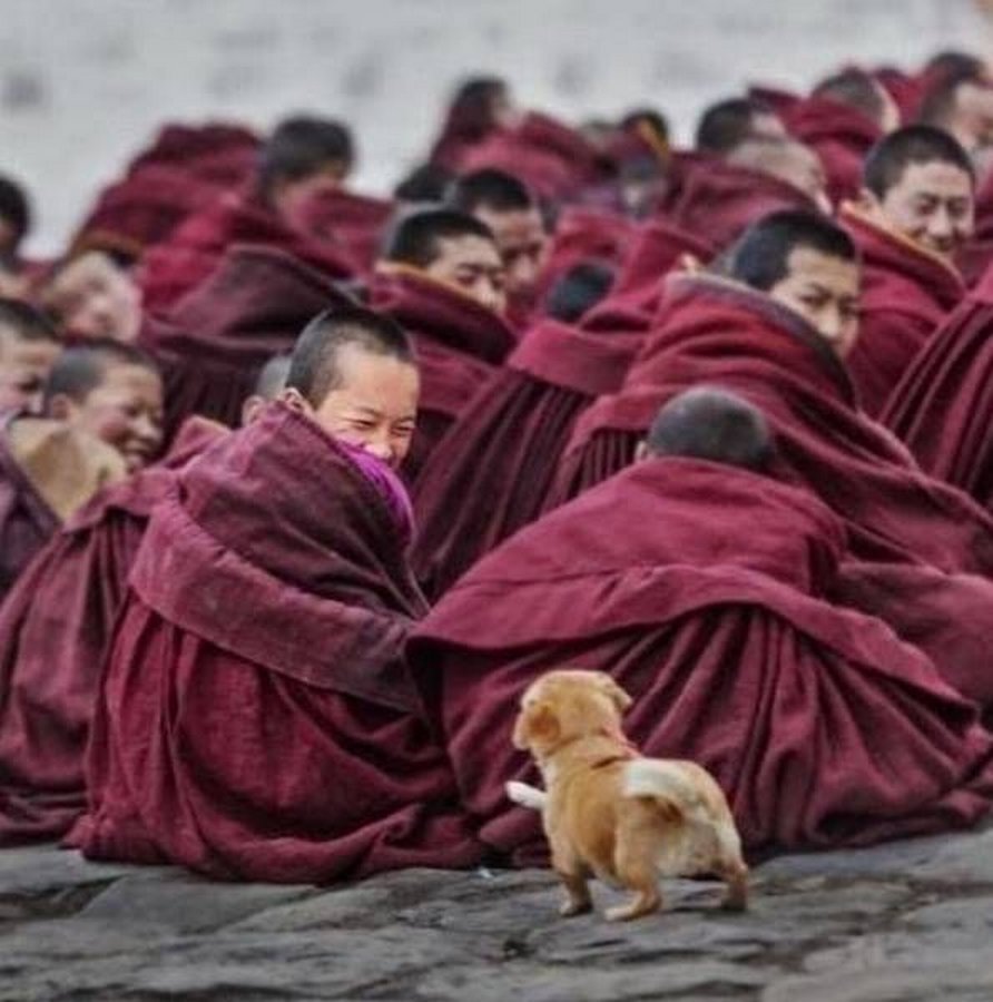 Собака буддийских монахов