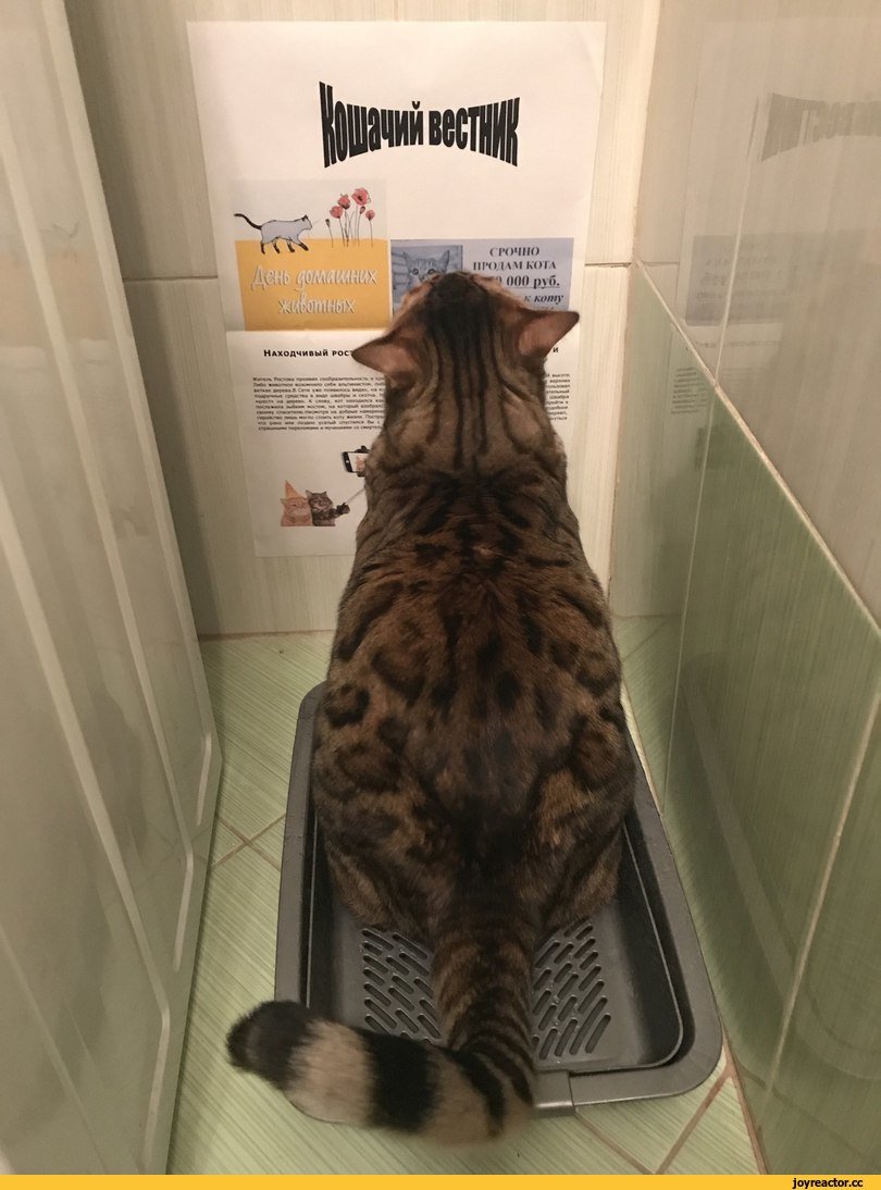 Прикольные коты в туалет