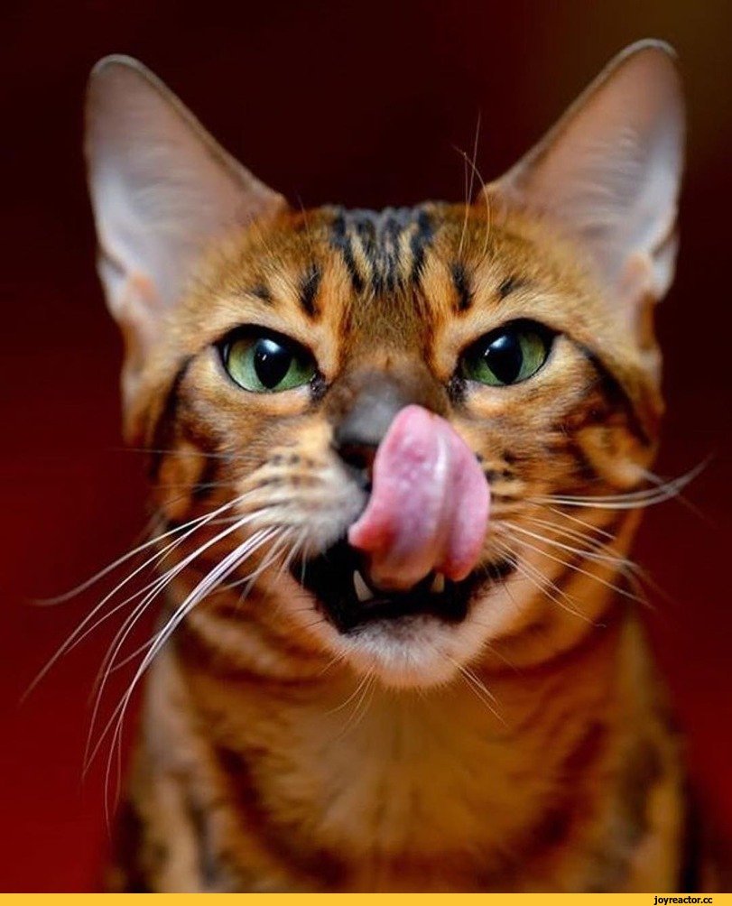 Морда кота с языком