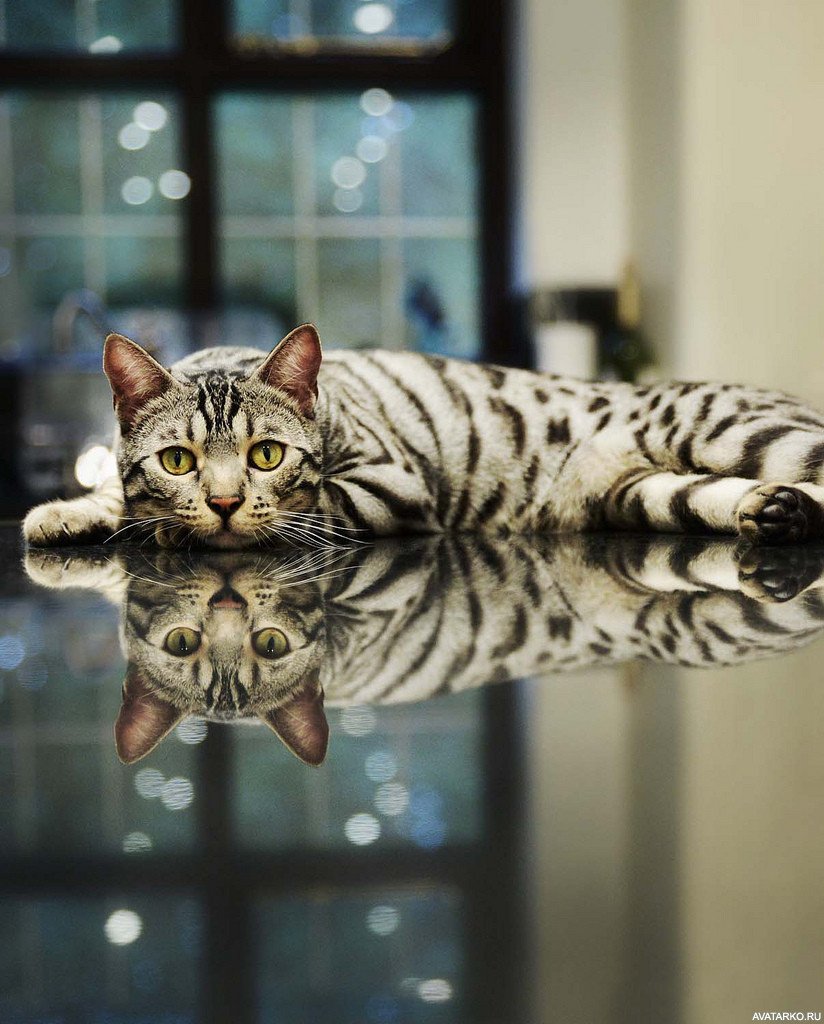 Кошка отражение