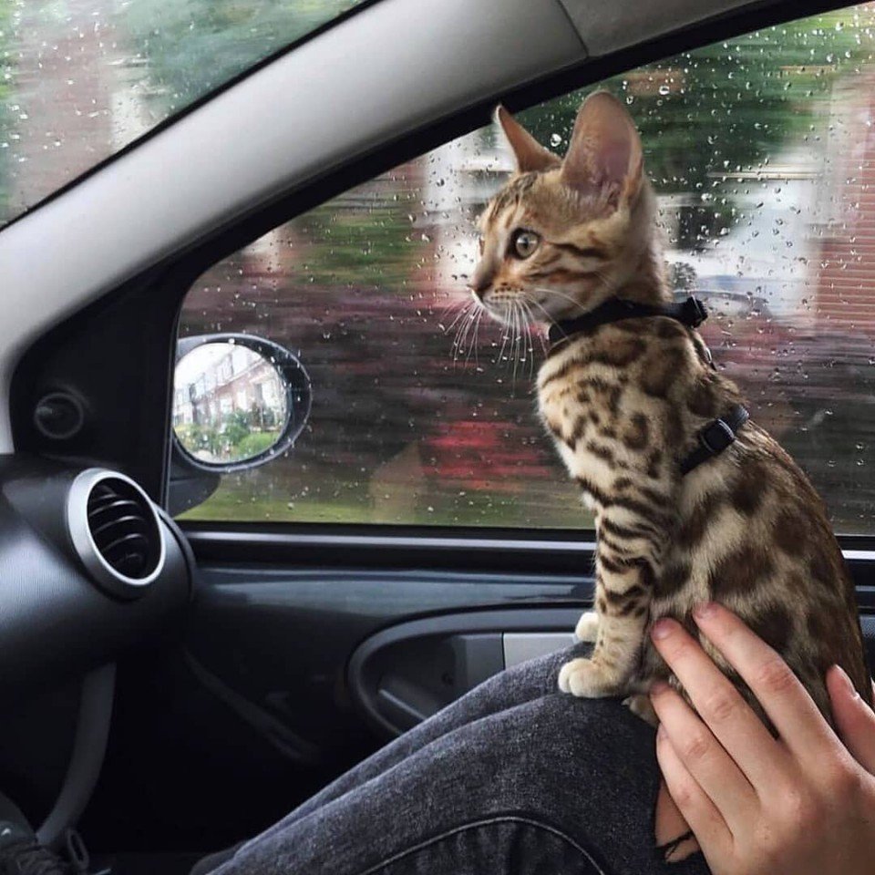 Бенгальская кошка в машине