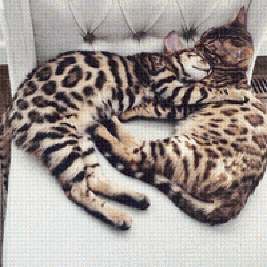 Кошки обнимаются бенгалы