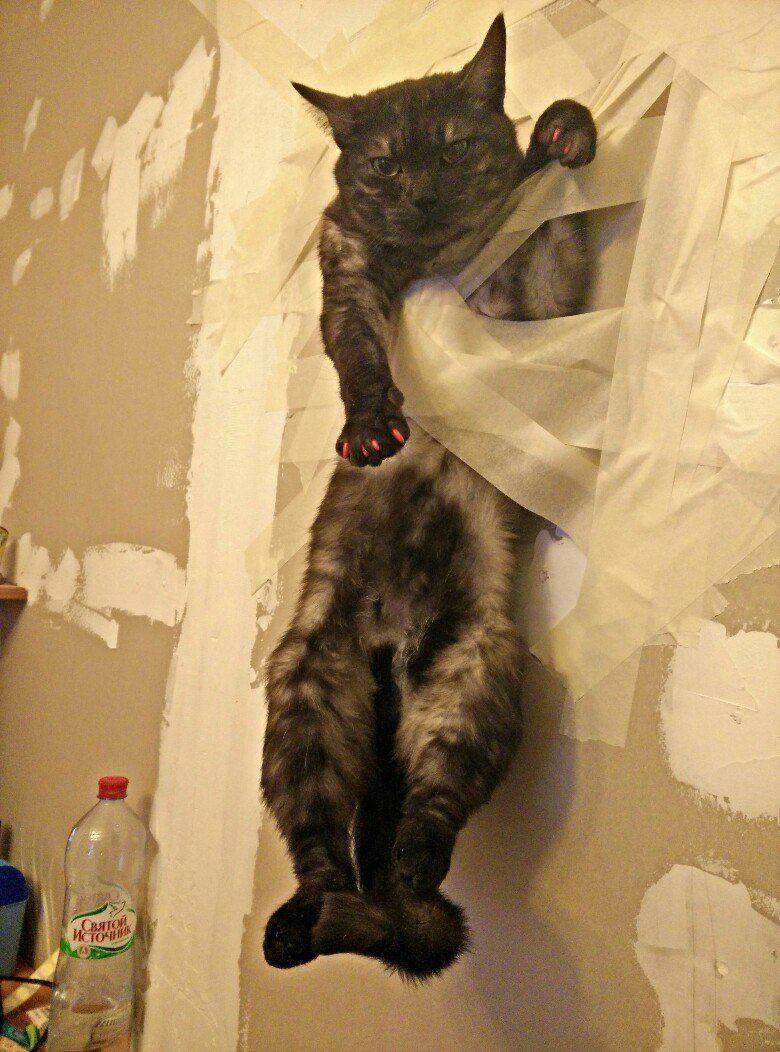 Кот приклеенный к стене скотчем
