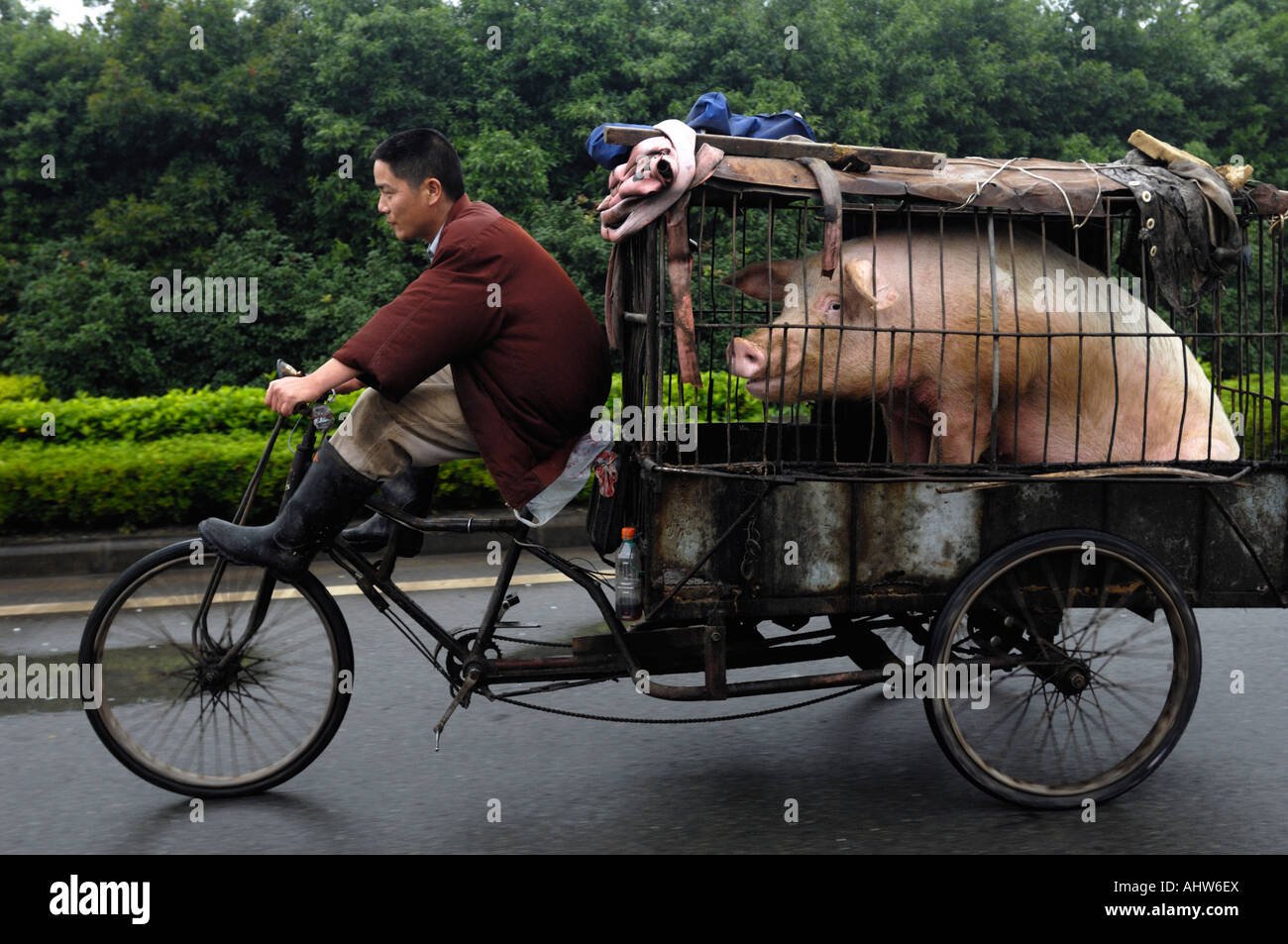Едет на свинье. Китайская повозка рикши. Свинья на велосипеде.