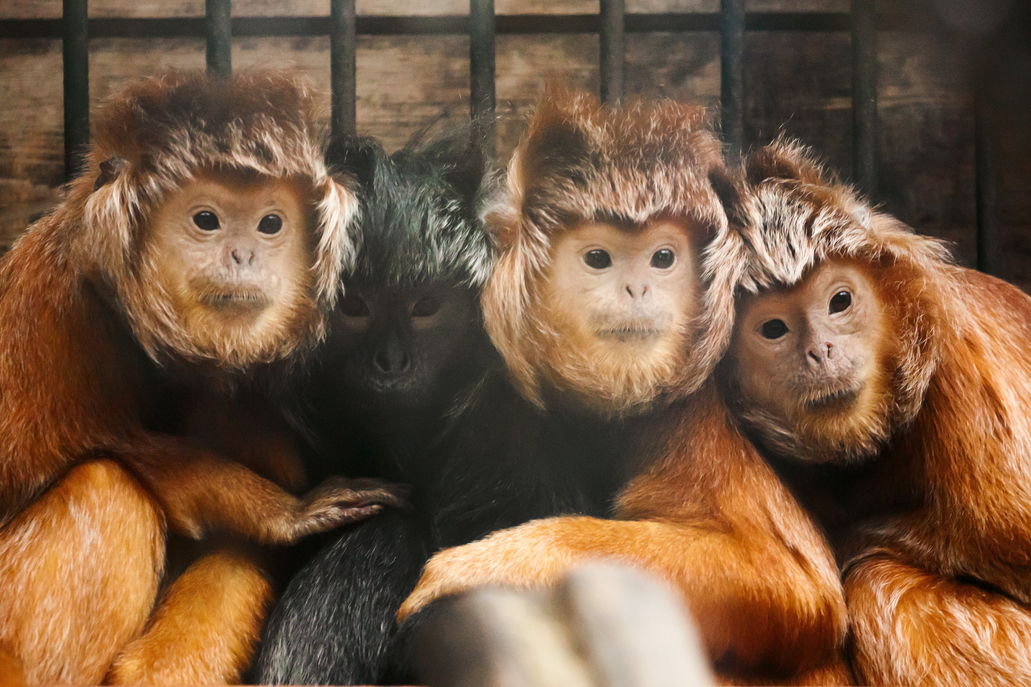 Маймун Лангур обезьянка. Обезьянки обнимаются. Четыре обезьяны. Три обезьянки.
