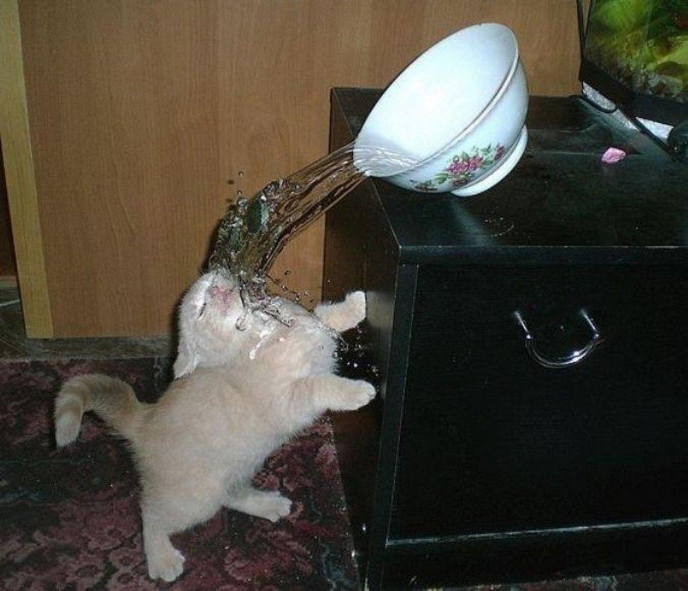Кота облили водой