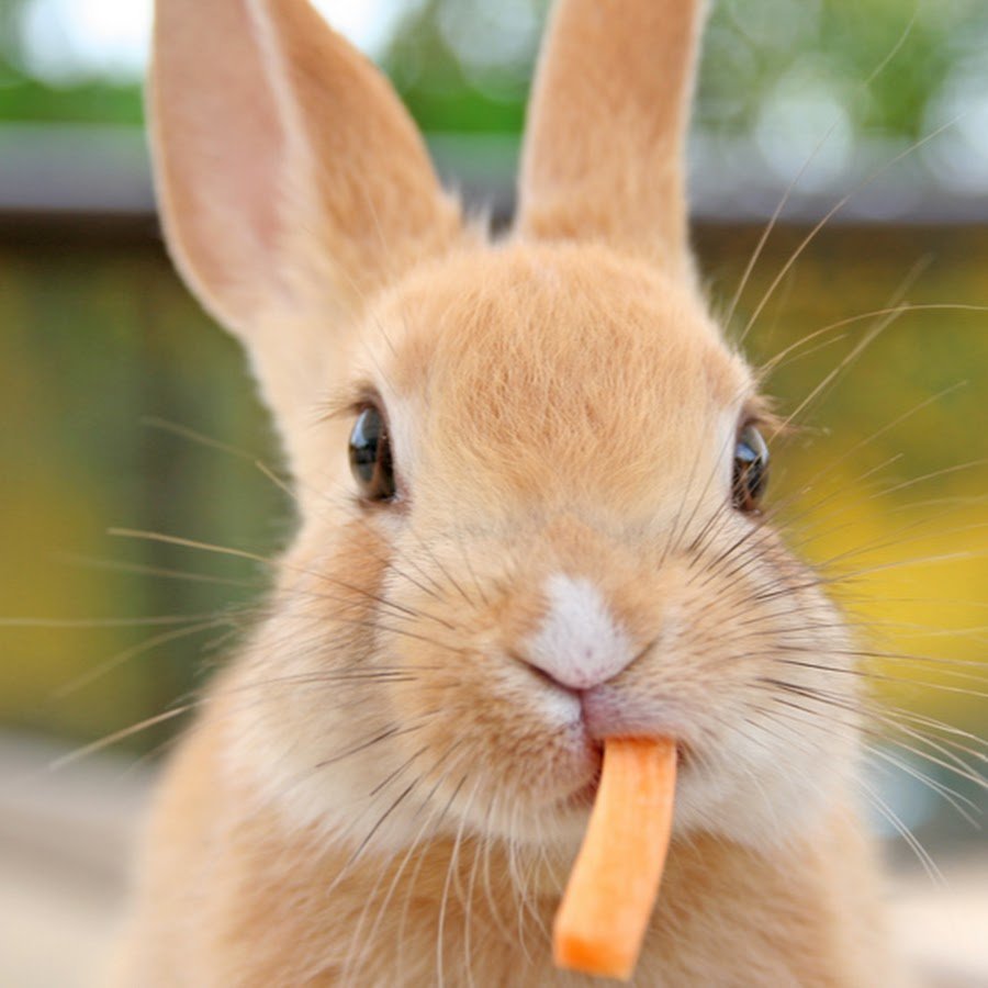 Кролик ест морковку