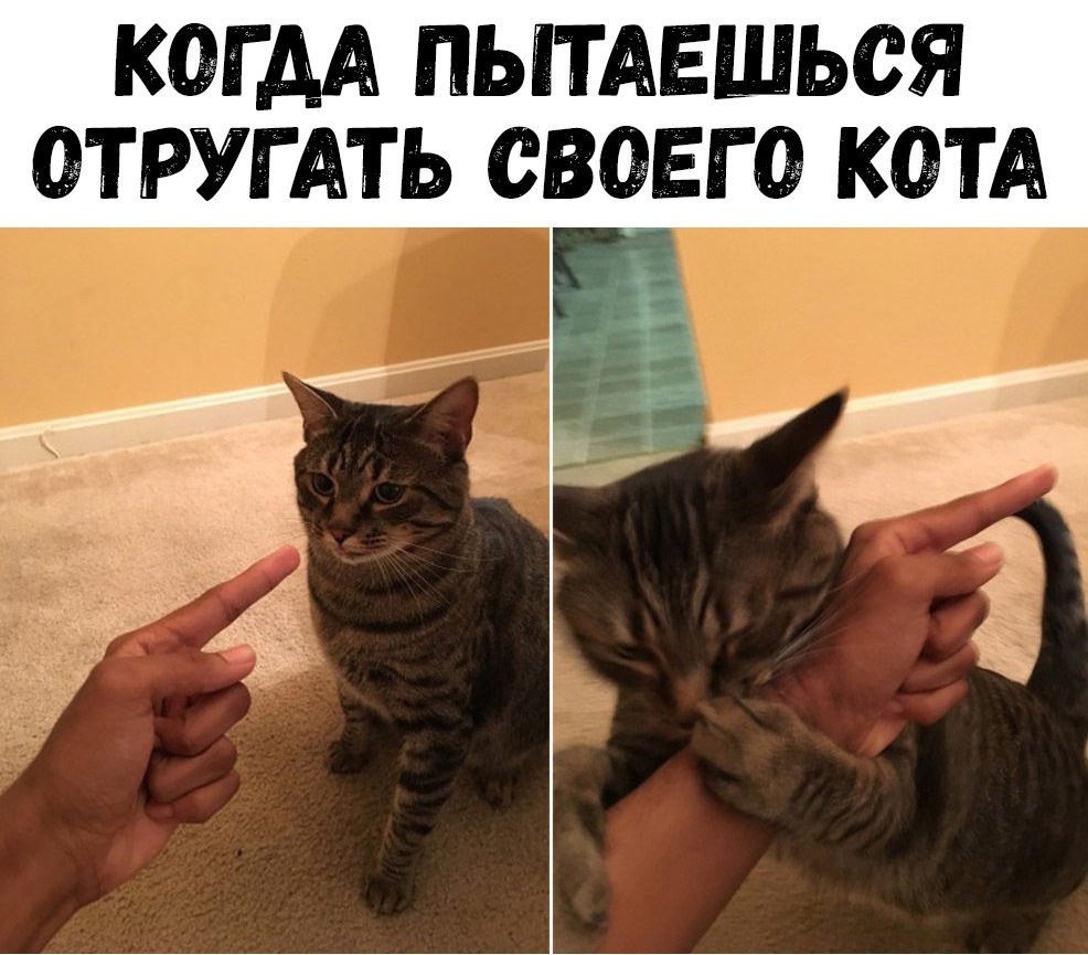 Мемы с котами ржачные до слез