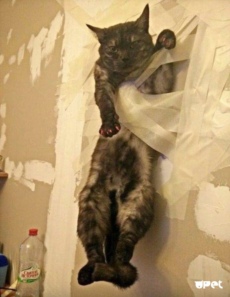 Кот приклеенный к стене скотчем