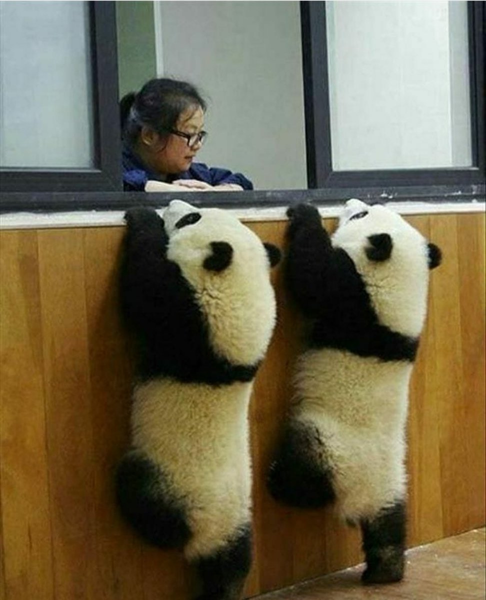 Панды прикольные три
