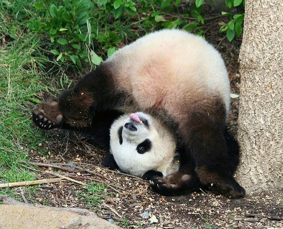 Смешные мультяшные панды