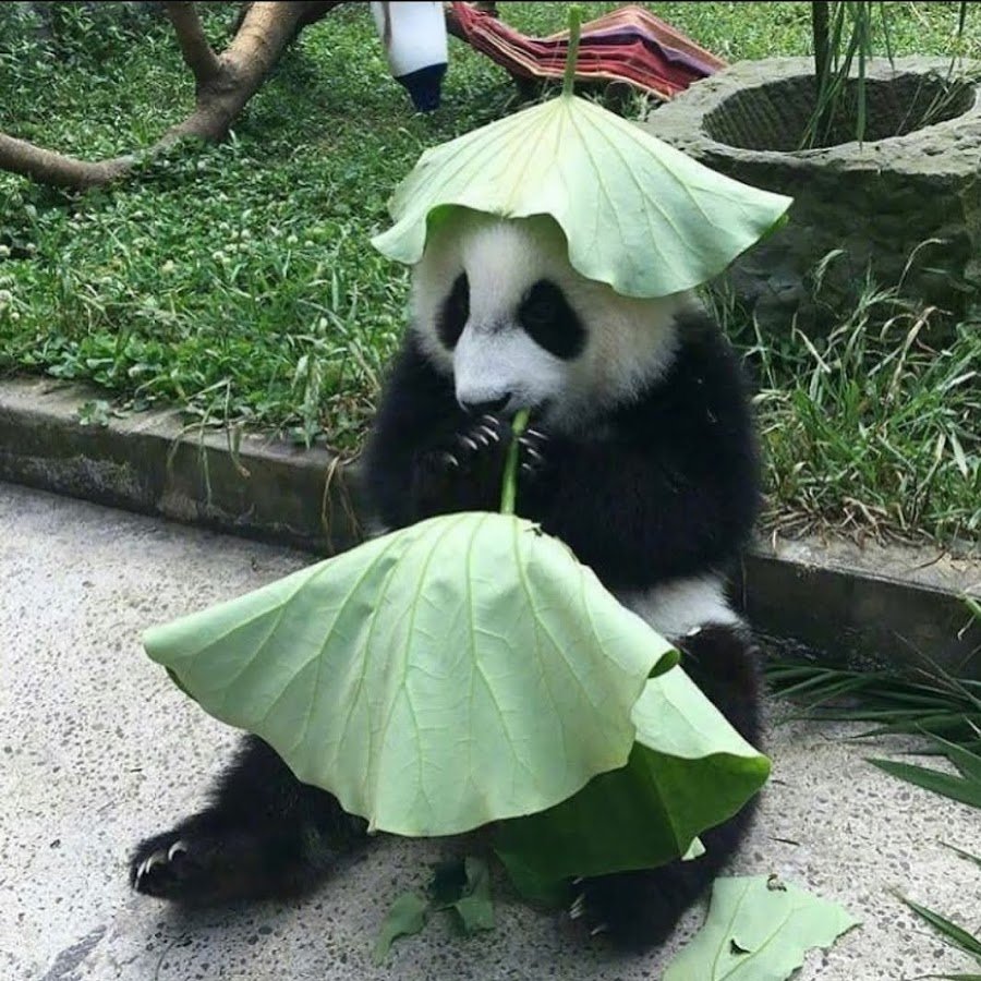 Панда прикол