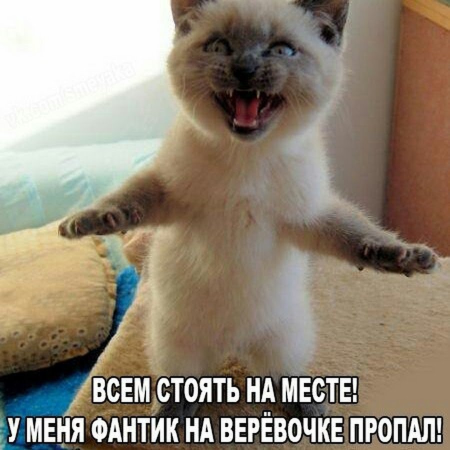 Смешные картинки с котами и надписями для поднятия настроения