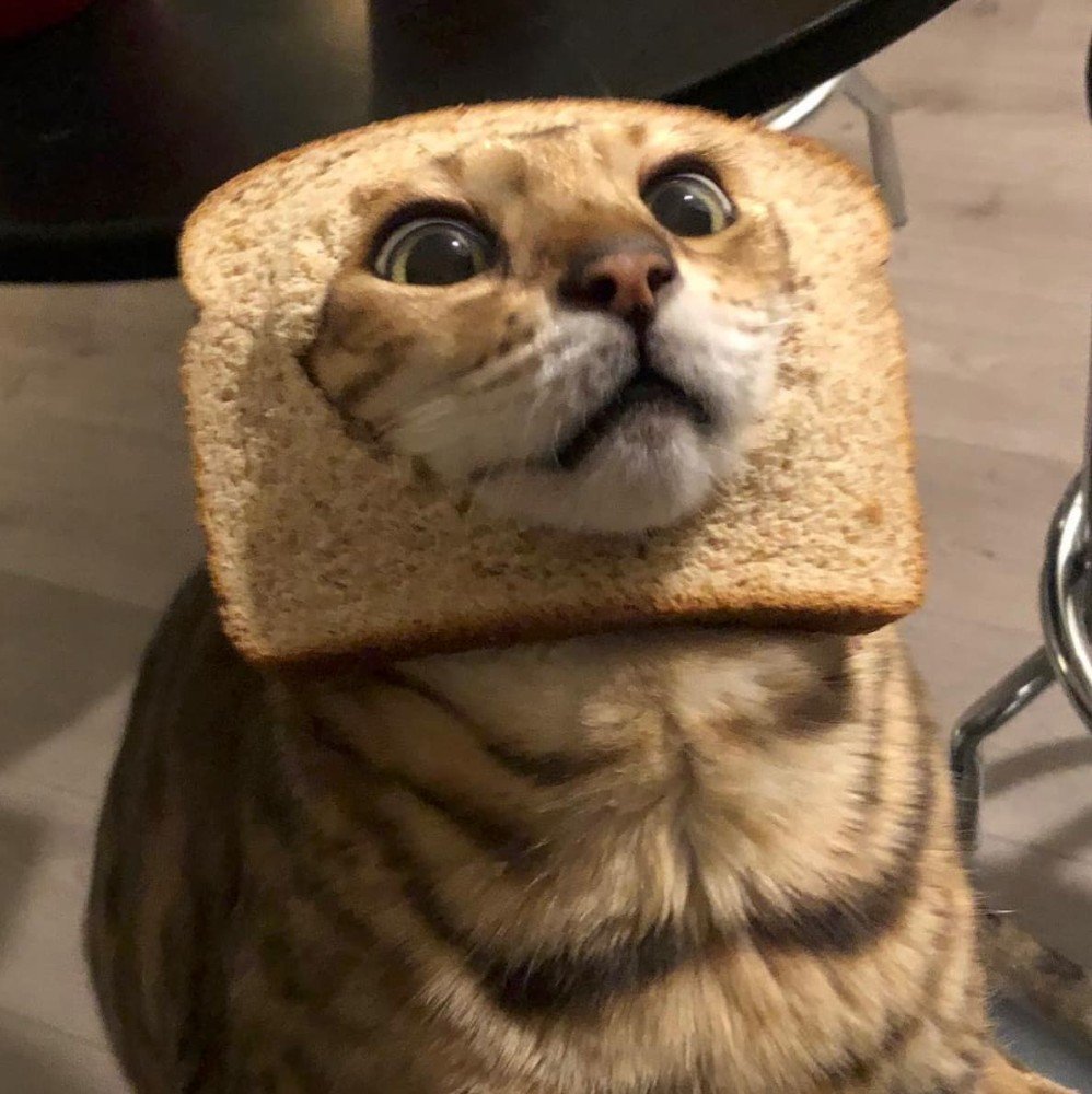 Кот с хлебом на голове