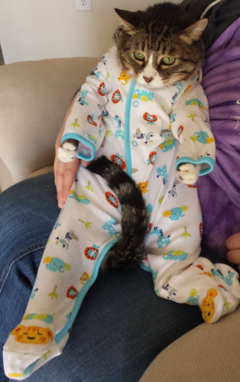 Кот в пижаме