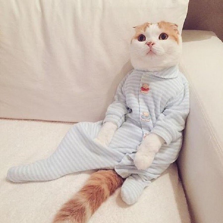 Пижама кошка