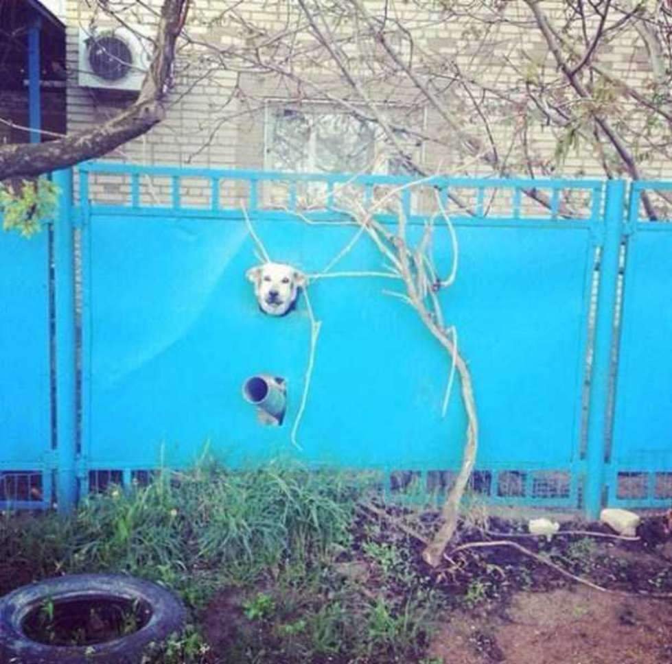 Собака в заборе прикол