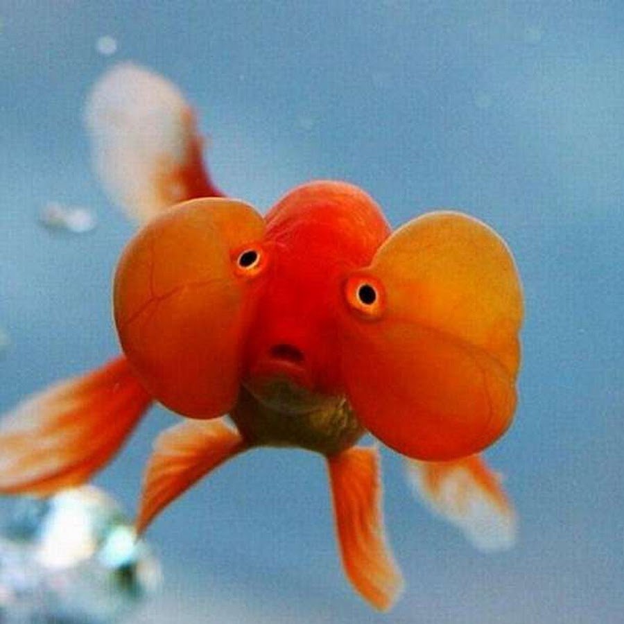 Водяные глазки рыбка аквариумная