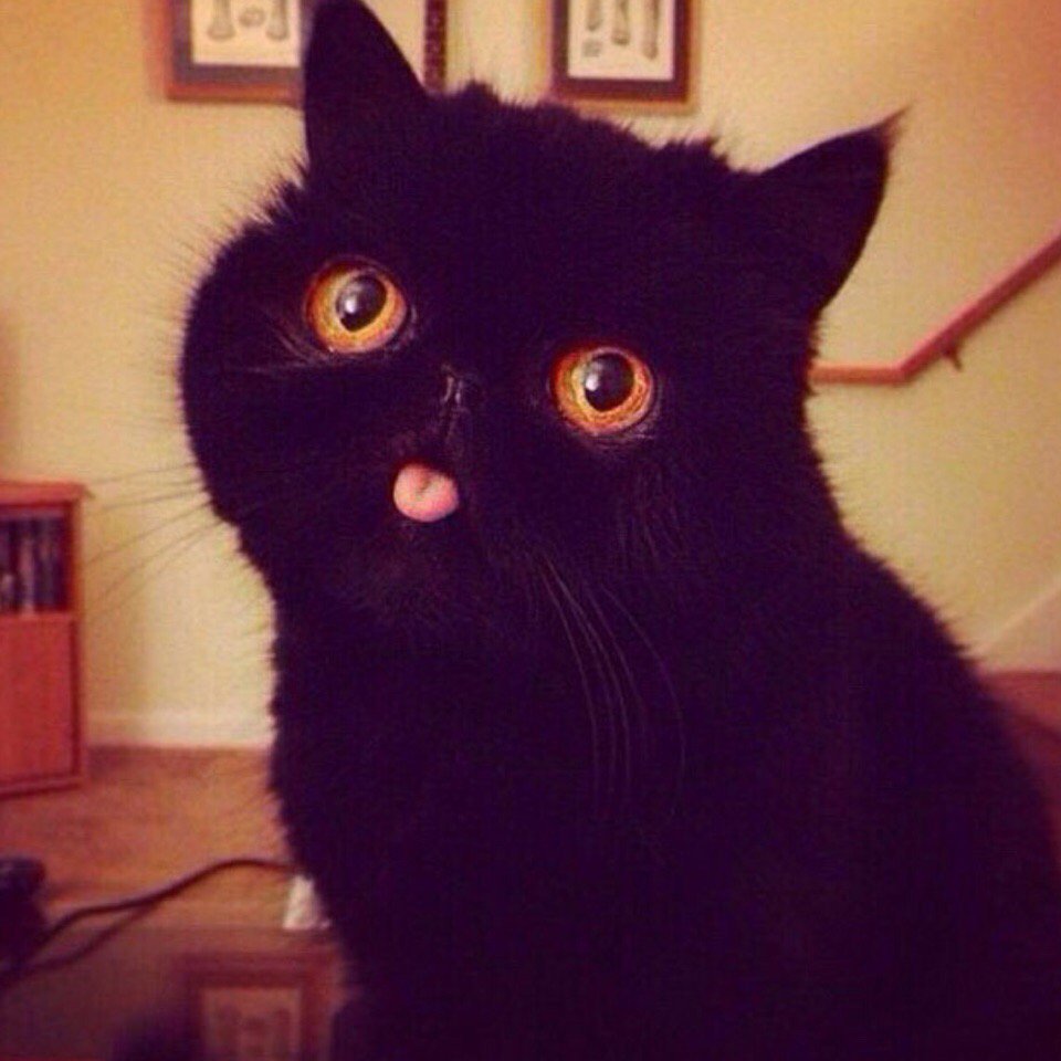 Черный котик с высунутым языком
