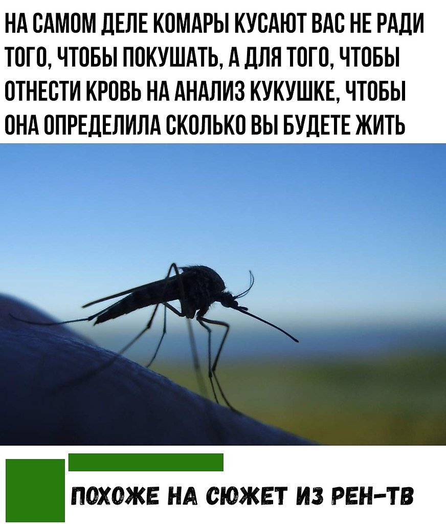 Шутка про комара