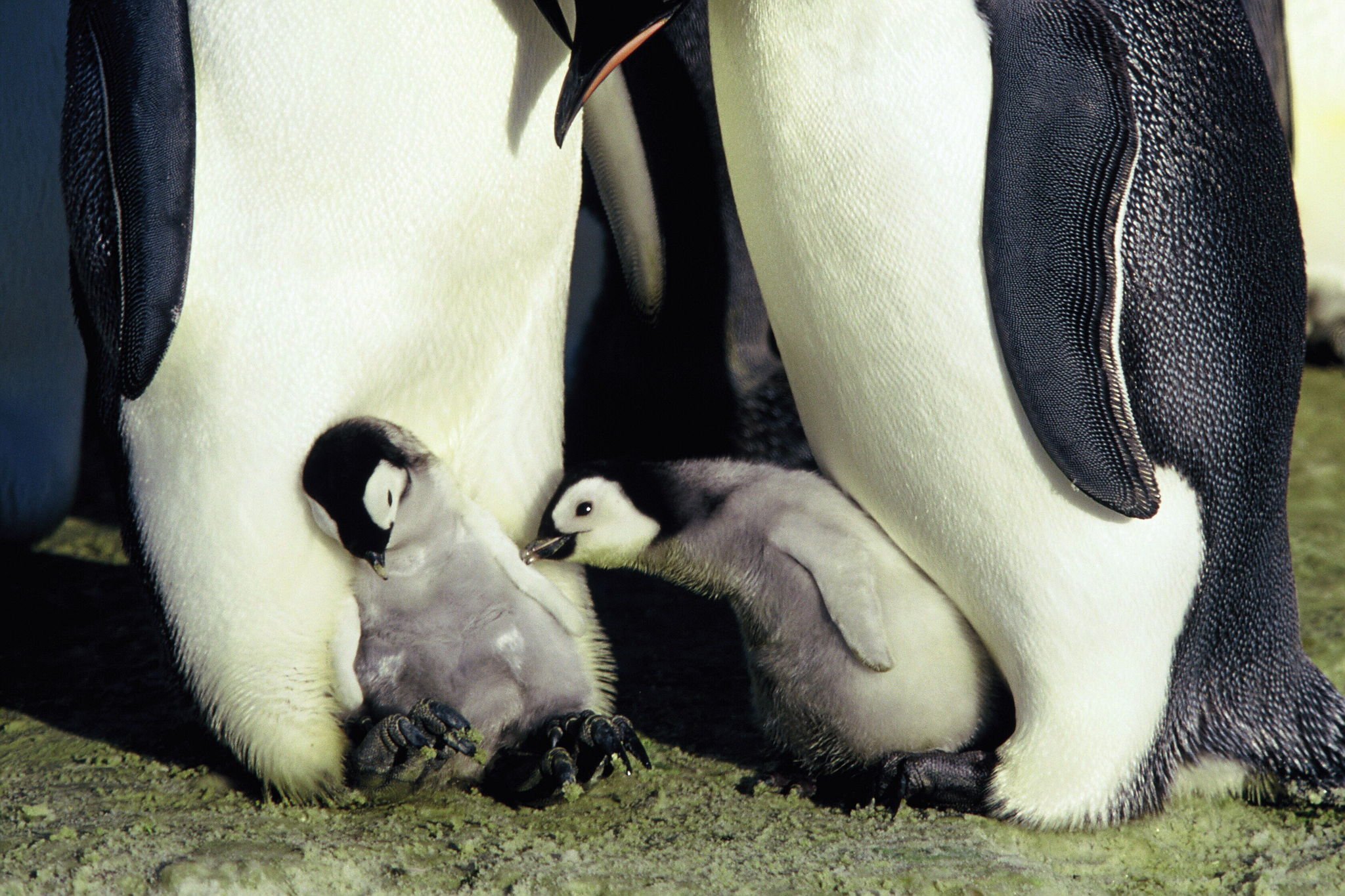 Когда выйдут пингвины моей мамы. Пингвины. Смешные пингвины. Пингвин фото. Фото пингвинов прикольные.