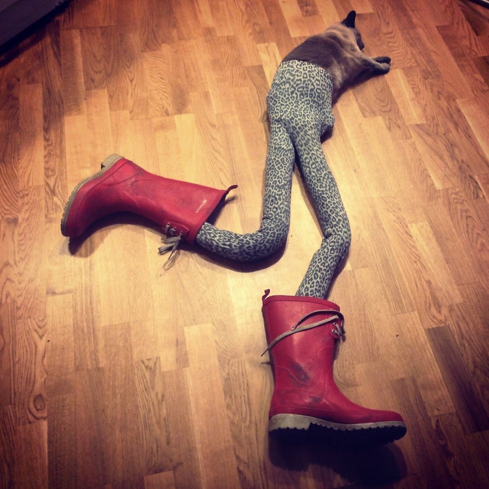 Кот на каблуках