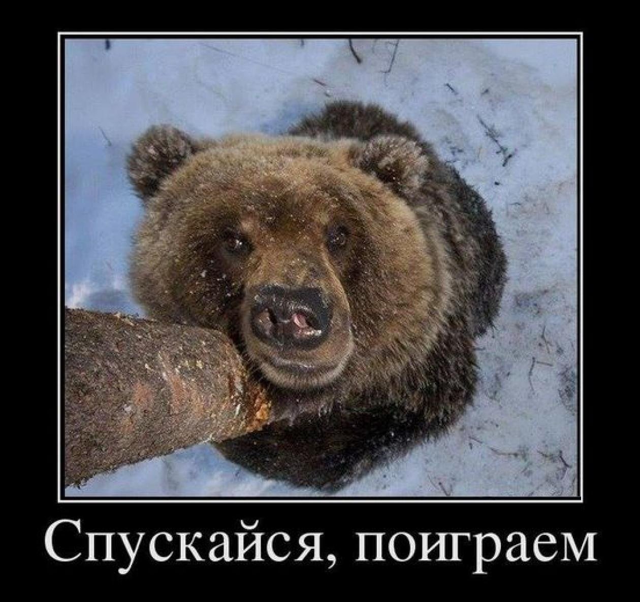 Не давать спуску ситуация. Шутки про медведя. Медведь демотиватор. Приколы про медведей с надписями. Шутки про медведей картинки.