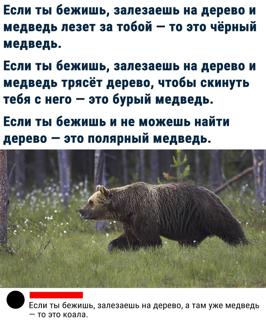 Если вы убегаете от медведя