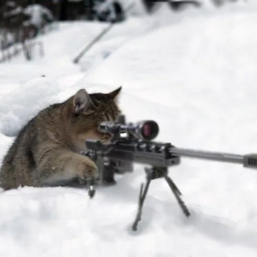 Кот с винтовкой